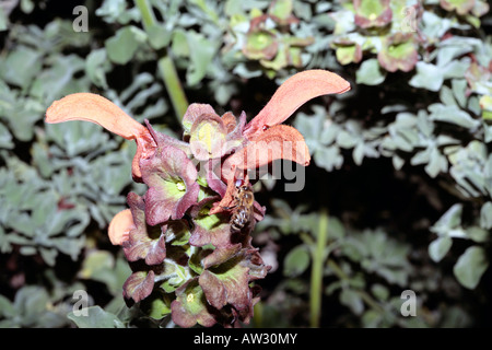 Or / Plage // Dune Sage/Salvia Salvia africana-fleurs-jaunes- Famille Lamiaceae Banque D'Images