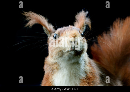 Eichhörnchen, l'écureuil roux Banque D'Images