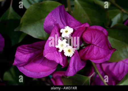 Bougainvillea glabra Flower-Bougainvillea / papier-Famille Nyctaginaceae Banque D'Images