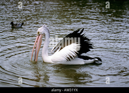 Australian/Australasie- Pelican Pelecanus conspicillatus -Famille Pelecanidae Banque D'Images