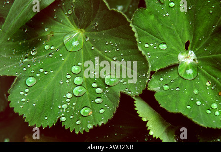 Gouttes de pluie sur les feuilles des plantes vertes Banque D'Images