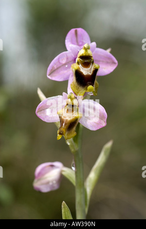 Tenthrèdes orchid (Ophrys tenthredinifera), la floraison, l'Espagne, Andalousie Banque D'Images