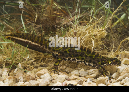 Triton marbré (Triturus marmoratus), homme en coloration de reproduction, l'Espagne, Burgos Banque D'Images