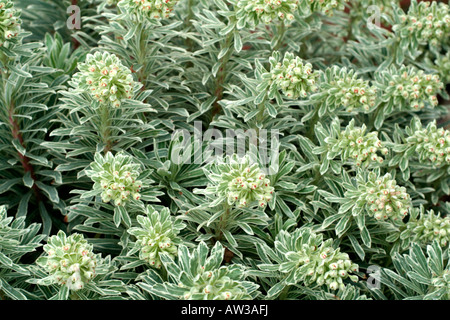 EUPHORBIA CHARACIAS SILVER SWAN WILCOTT SYN Banque D'Images