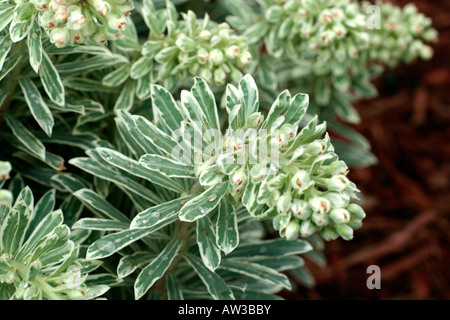 EUPHORBIA CHARACIAS SILVER SWAN WILCOTT SYN Banque D'Images