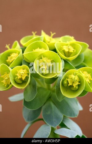 EUPHORBIA MYRSINITES AGM Banque D'Images