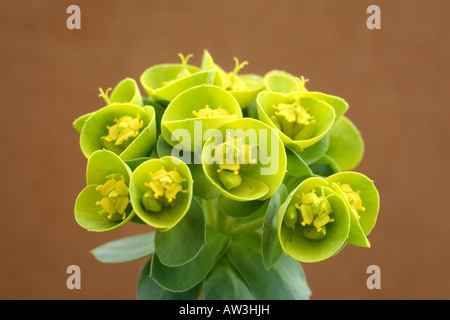 EUPHORBIA MYRSINITES AGM Banque D'Images