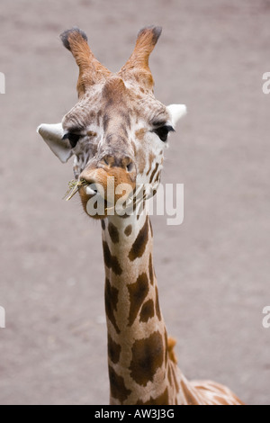 Closeup portrait d'une Girafe (Giraffa camelopardalis) Mâcher de l'herbe tandis que de regarder directement le photographe. Banque D'Images