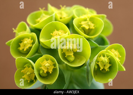 EUPHORBIA MYRSINITES AGM Banque D'Images