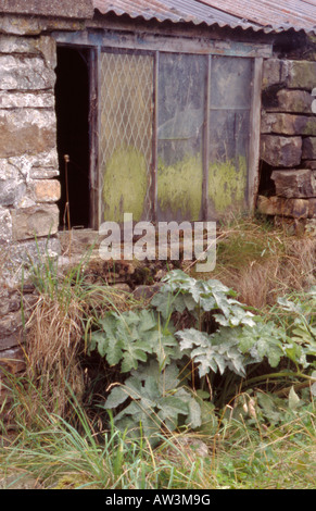 Ancien bâtiment de ferme en pierre à l'abandon, England, UK. Banque D'Images
