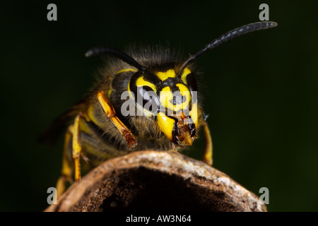 Guêpe commune Vespula Vulgaris close up of head montrant marques distinctives potton bedfordshire Banque D'Images