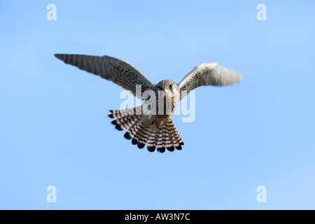 Crécerelle (Falco tinnunculus) planant sur fond de ciel bleu ashwell Banque D'Images