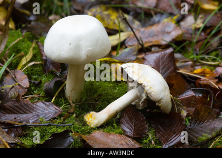 Agaricus xanthodermus Stainer jaune montrant le jaunissement à la base chcksands bedfordshire bois Banque D'Images