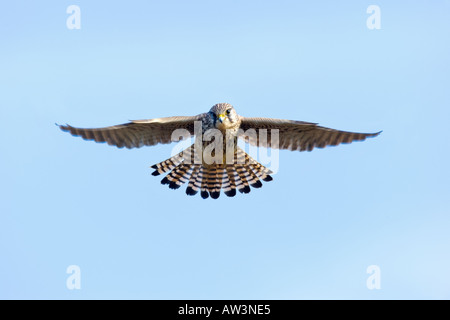 Kestrel Falco tinnunculus planant sur fond de ciel bleu ashwell chasse Banque D'Images