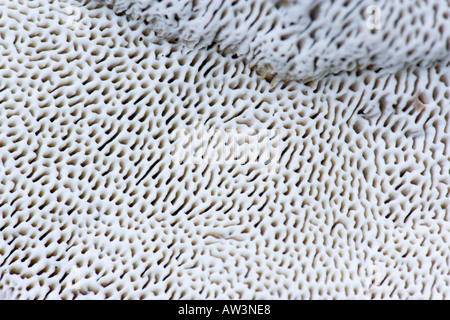 Face inférieure d'un champignon à la surface du diamètre extérieur détail montrant ashridge Banque D'Images