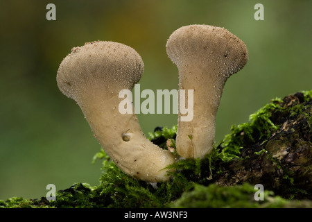 Deux Puffballs (Lycoperdon perlatum) croissant sur les couverts de mousse avec journal nice hors focus contexte bedfordshire potton Banque D'Images