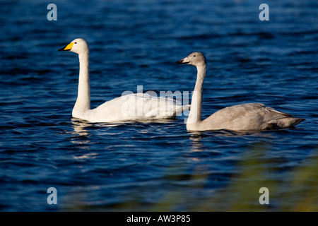 Cygne chanteur Cygnus cygnus 2 oiseaux sur l'eau Welney Norfolk Banque D'Images