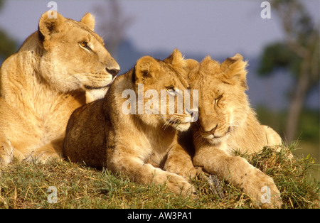 Lionne mature avec deux demi-cultivé d'oursons dans la Masai Mara National Reserve Kenya Afrique de l'Est Banque D'Images