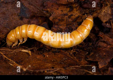 Darkling beetle Tenebrio molitor larve en cladosporiose Banque D'Images