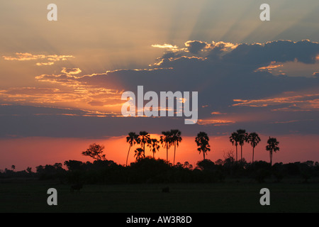 Coucher de soleil africain sur Makgadikgadi Salt Pan Botswana Banque D'Images