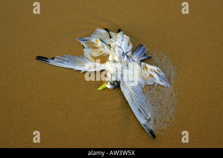 Oiseaux morts se trouve sur le sable Banque D'Images