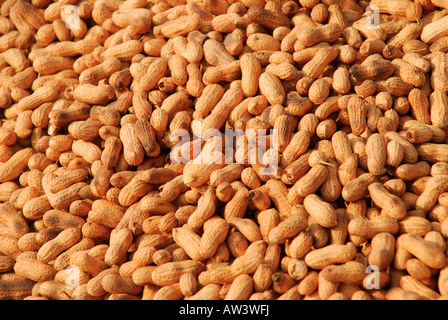 Les écrous de singe ou les arachides sur fond de studio. Banque D'Images