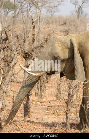 Les touristes peuvent voir un grand nombre d'éléphants dans les parcs nationaux du Zimbabwe, en particulier son plus grand, Hwange. Banque D'Images