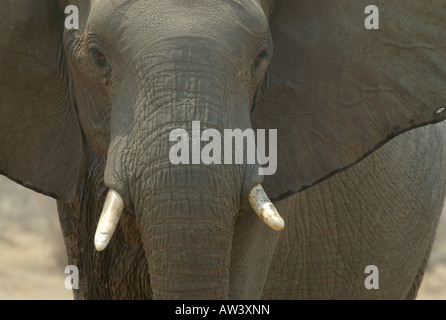 Les touristes peuvent voir un grand nombre d'éléphants dans les parcs nationaux du Zimbabwe, en particulier son plus grand, Hwange. Banque D'Images