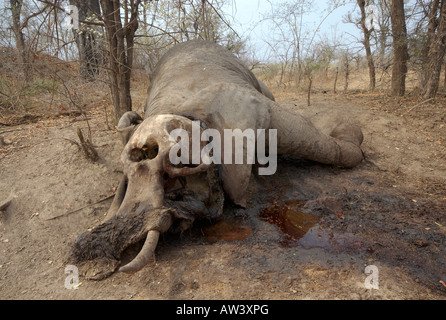 Les touristes peuvent voir un grand nombre d'éléphants dans les parcs nationaux du Zimbabwe, en particulier son plus grand, Hwange. Banque D'Images