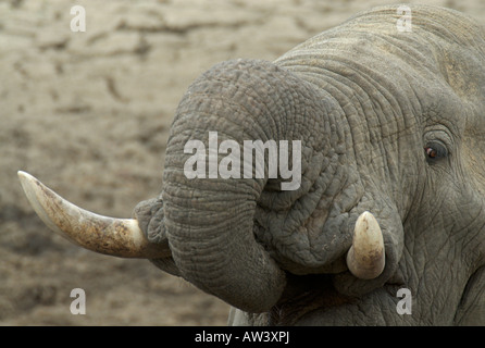 Les touristes peuvent voir un grand nombre d'éléphants dans les parcs nationaux du Zimbabwe, en particulier son plus grand, Hwange. Banque D'Images