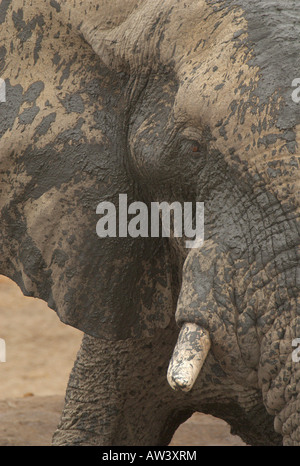 Les touristes peuvent voir un grand nombre d'éléphants dans les parcs nationaux du Zimbabwe, en particulier son plus grand, Hwange. Banque D'Images