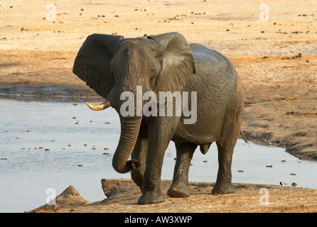 Les touristes peuvent voir un grand nombre d'éléphants dans les parcs nationaux du Zimbabwe, en particulier son plus grand, Hwange. Banque D'Images