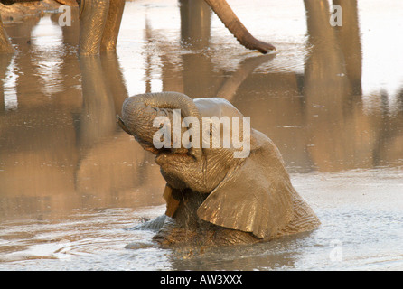 Les touristes peuvent voir un grand nombre d'éléphants dans les parcs nationaux du Zimbabwe, en particulier son plus grand, Hwange. Banque D'Images