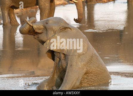 Les touristes peuvent voir un grand nombre d'éléphants dans les parcs nationaux du Zimbabwe, en particulier son plus grand, Hwange. Banque D'Images