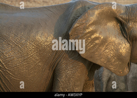 Les touristes peuvent voir un grand nombre d'éléphants dans les parcs nationaux du Zimbabwe, en particulier son plus grand, Hwange. Banque D'Images