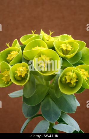 EUPHORBIA MYRSINITES AGM Banque D'Images