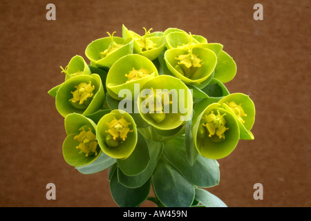 EUPHORBIA MYRSINITES AGM Banque D'Images