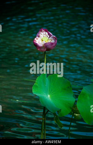 Bloooming fleur de lotus dans un étang à Hua Hin en Thailande Banque D'Images