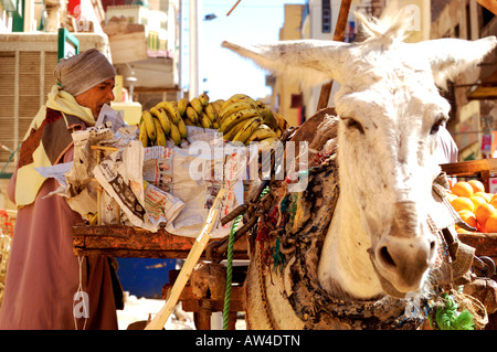 Négociant, déchargeant des légumes et des fruits du chariot de âne pour les porteurs de la stalle dans le célèbre vieux souq appelé Sharia el Souk à Assouan, Egpyt Banque D'Images