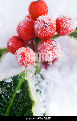 Brin de fête de frosty panaché feuilles de houx aux fruits rouges sur la neige Banque D'Images