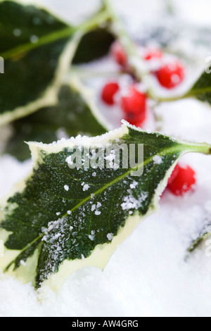 Brin de fête de frosty panaché feuilles de houx aux fruits rouges sur la neige Banque D'Images