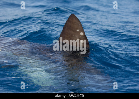 Tarifa caudale d'un Mola Mola Sunfish géant Banque D'Images