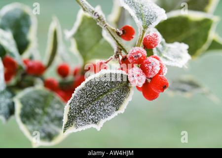 Brin de fête de frosty panaché feuilles de houx aux fruits rouges Banque D'Images