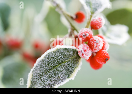 Brin de fête de frosty panaché feuilles de houx aux fruits rouges Banque D'Images