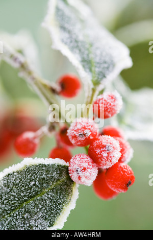 Brin de fête de frosty panaché feuilles de houx aux fruits rouges Banque D'Images