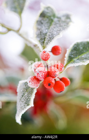 Brin de fête de frosty panaché feuilles de houx aux fruits rouges Banque D'Images