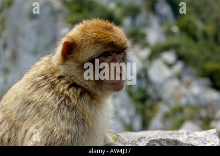 Macaque de Barbarie à l'écart dans l'ennui, Gibraltar, Royaume-Uni. Banque D'Images
