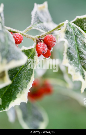 Brin de fête de frosty panaché feuilles de houx aux fruits rouges Banque D'Images