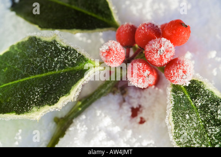 Brin de fête de frosty panaché feuilles de houx aux fruits rouges sur la neige Banque D'Images