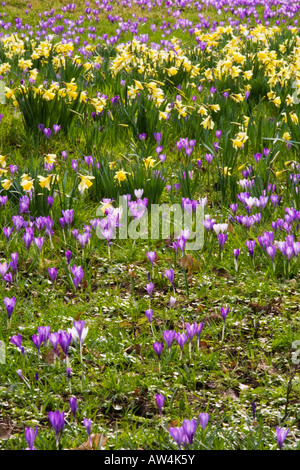 Les jonquilles et Crocus dans champ,Pays de Galles,Angleterre,UK Banque D'Images